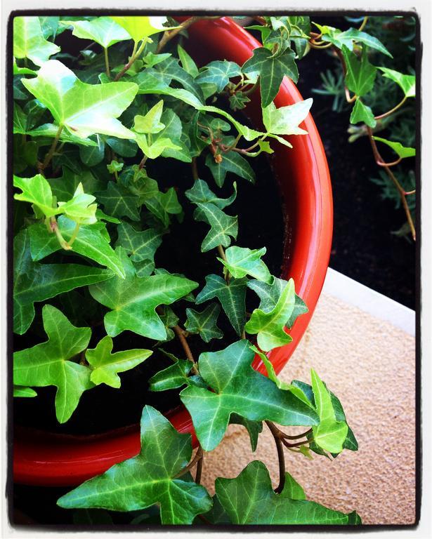 Al-Gharb Tavira Eco Guesthouse 외부 사진